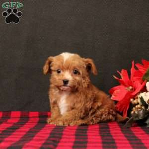 Gandolph, Maltipoo Puppy